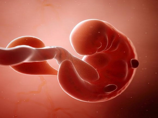 Embrione 6 settimane