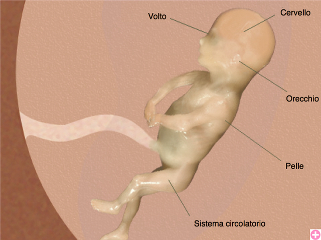 feto 16 settimane