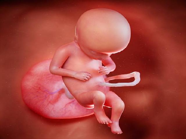 feto a 17 settimane immagini