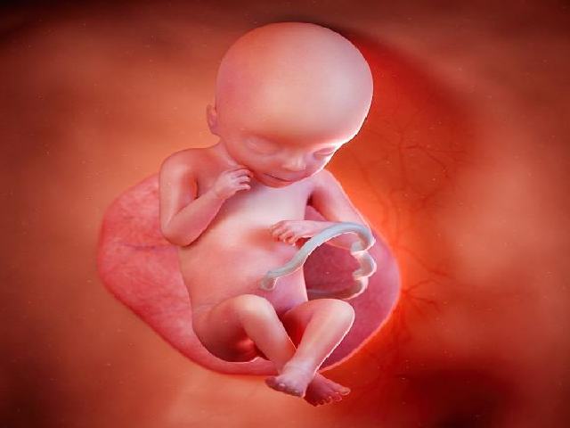 feto a 19 settimane