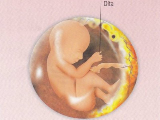 immagine feto 16 settimane