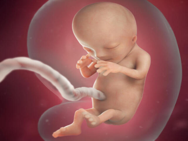 sviluppo feto 3 mese foto