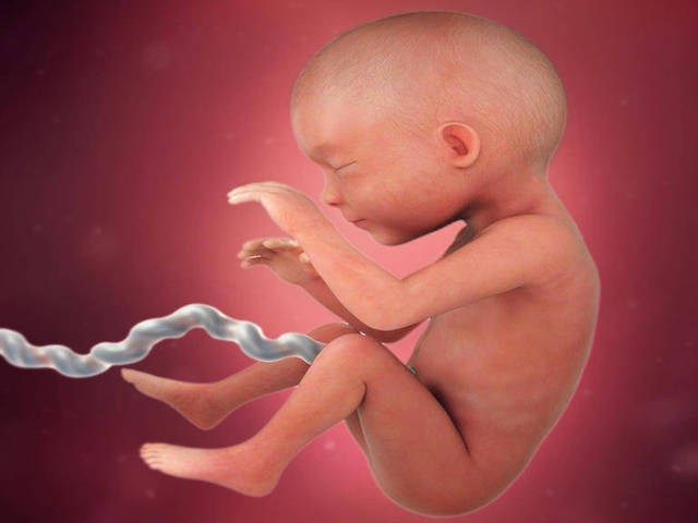 feto alla 25 settimana di gravidanza