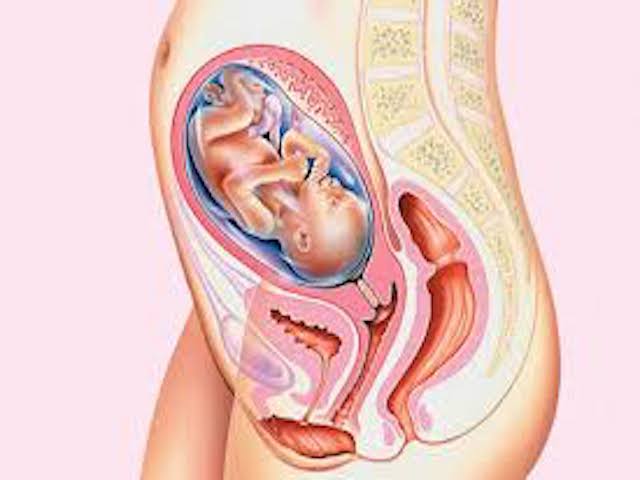 feto di 25 settimane