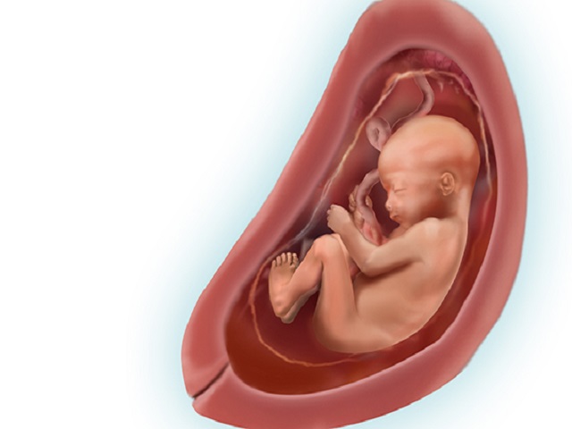 Il feto a 27 settimane