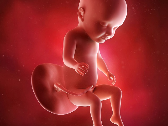 feto a 31 settimane immagini