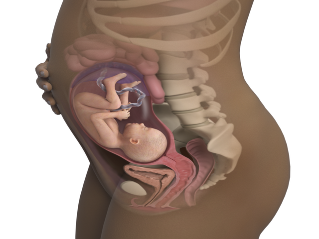 feto di 28 settimane