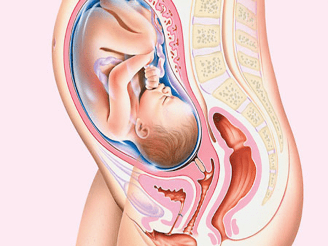 feto ottavo mese di gravidanza 