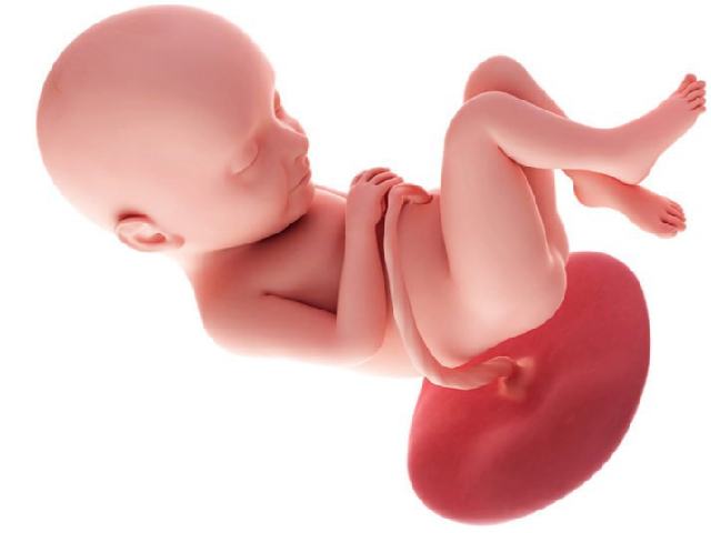 il feto a 33 settimane