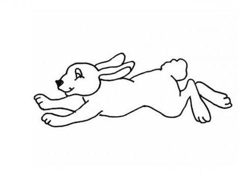 Coniglio disegni