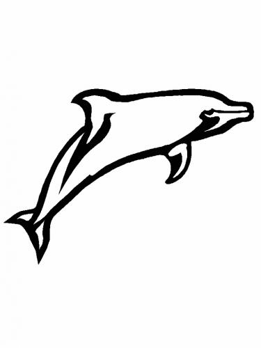 delfino immagine