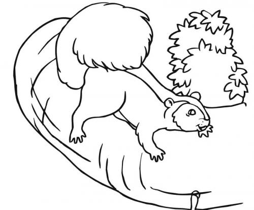 disegni bellissimi scoiattolo