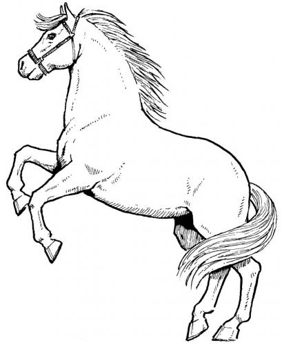 disegni da colorare cavalli