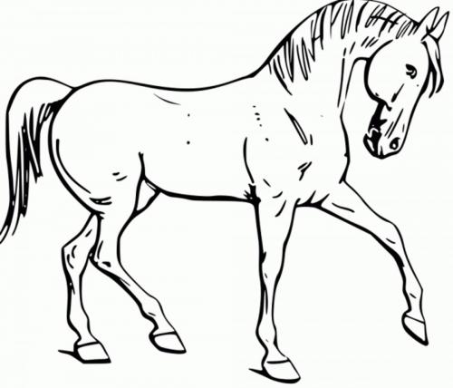 disegni da colorare di cavalli
