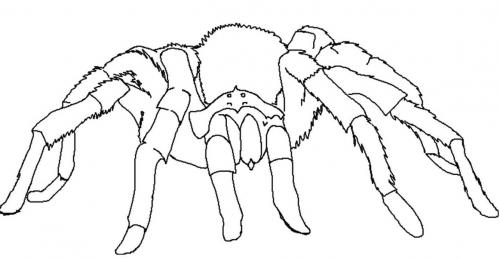 disegno bello del ragno