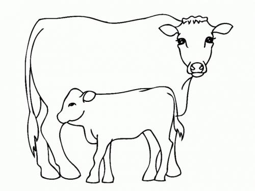 vitello con la mamma