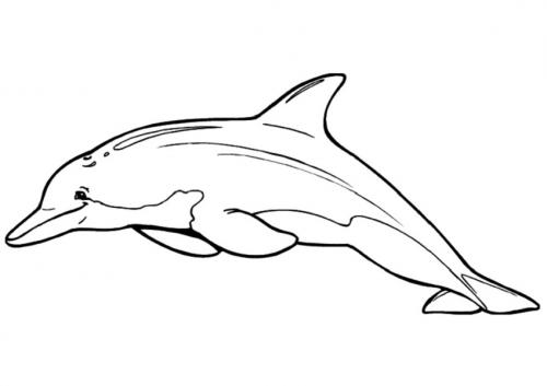disegni delfini da colorare
