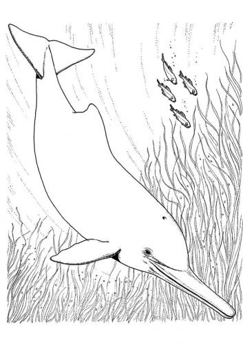 disegni delfino