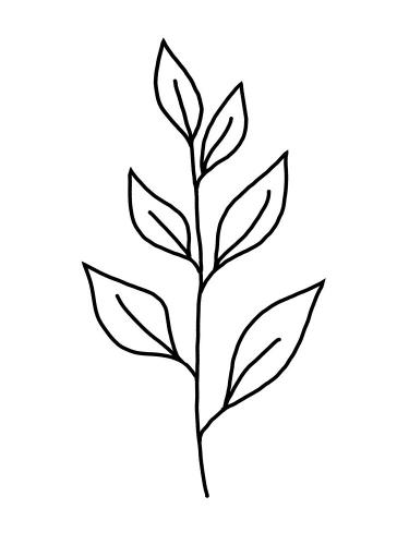 pianta ulivo