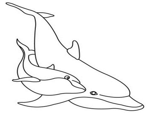 disegni di delfini colorati