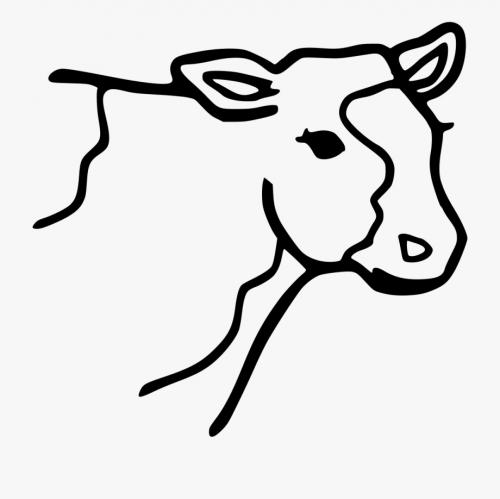 primo piano di una mucca