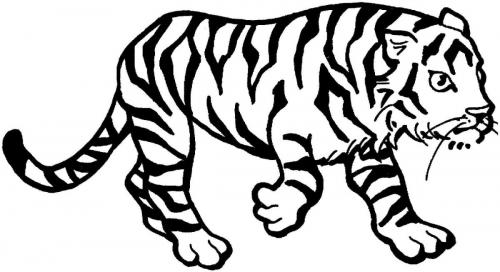 disegni tigre