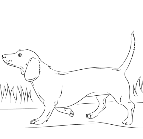 disegno di un cane