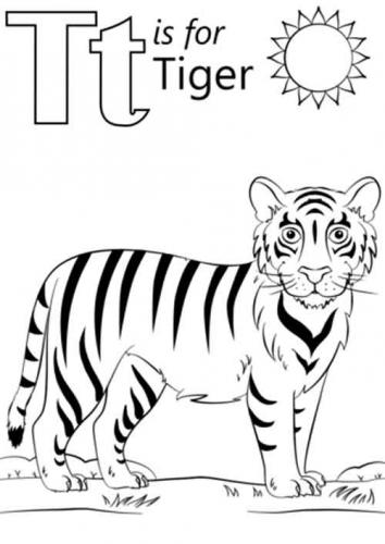 disegno tigre bianca
