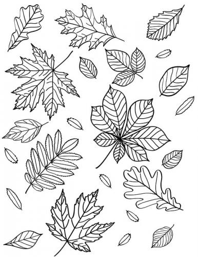 foglie autunnali da colorare