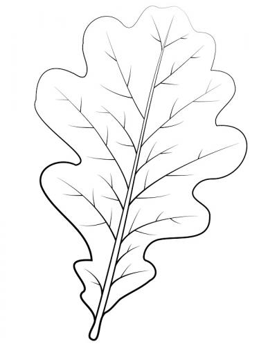 foglie disegni