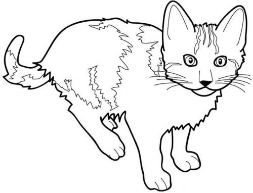 gatti disegni da colorare