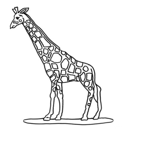 giraffe immagini disegni