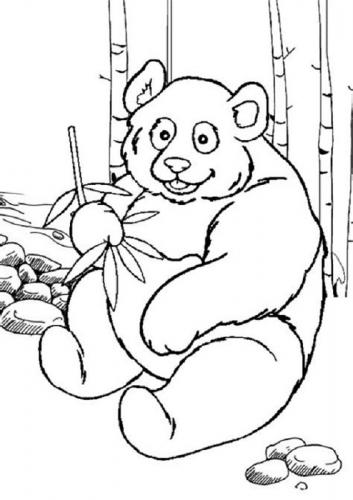 immagine panda