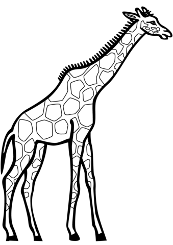 immagini di giraffe per bambini