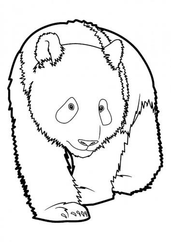 panda animale disegno