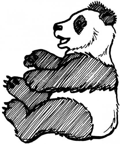 panda immagine