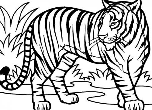 tigre da colorare e stampare